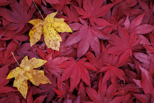 USA, Washington State, Seabeck. Fallen maple leaves.