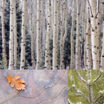 USA, Washington State, Seabeck. Collage of winter scenes.