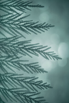 USA, Washington State, Seabeck. Western red cedar bough close-up.