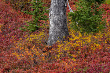 Huckleberry bushes and mountain ash in autumn hues in Mount Rainier National Park, Washington State