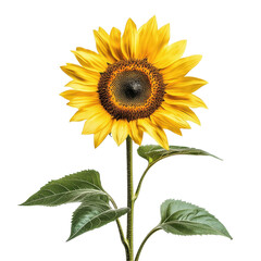 Fototapeta premium Beautiful sunflower with vibrant yellow petals and green leaves isolated on a Transparent background, Isolated image sunflower on PNG background