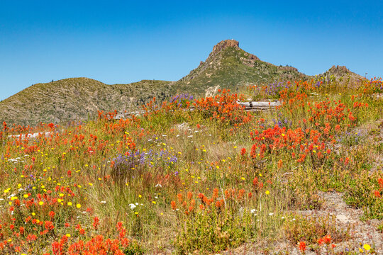 Washington State, Skamania County. Mount St. Helens. Indian paintbrush, and Lupine wildflowers