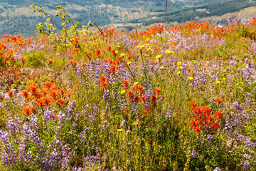 Washington State, Skamania County. Mount St. Helens. Indian paintbrush and Lupine wildflowers