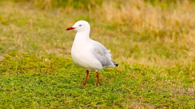 Red-billed Gull in Ocean Grove, Australia