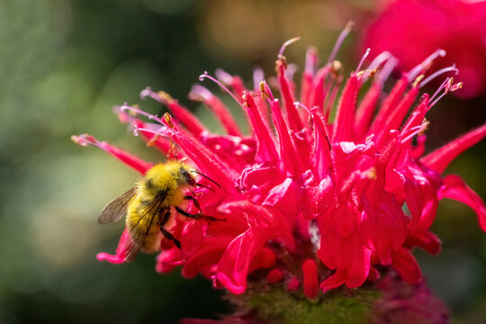 Issaquah, Washington State, USA. Bee Balm flower blossom being pollinated by a bumblebee