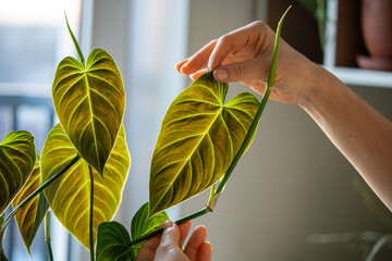 Woman hand touching green Philodendron Splendid leaf, whose leaves resemble the shape of heart, closeup. Home gardening, plant lovers.  © DimaBerlin