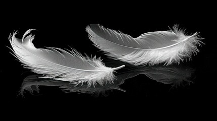 Delicate white feathers on black background