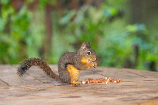 Issaquah, Washington State, USA. Douglas squirrel eating peanuts off of a wooden patio table