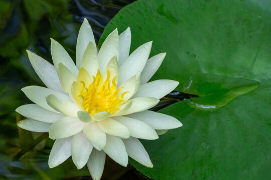 Issaquah, Washington State, USA. Fragrant water lily, considered a Class C noxious weed in area.