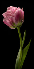 Elegant Pink Tulip Blossom on Black Background with Graceful Stem