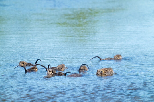 Ridgefield NWR, Ridgefield, Washington. Mother and baby nutria with raised tails, swimming in pond