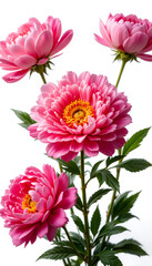 Obraz premium Vibrant pink peonies elegantly arranged against white background soft light. AI Generated