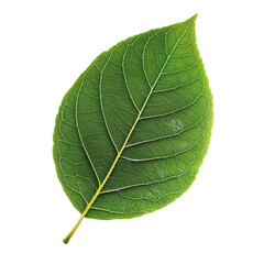 Obraz premium Close up of a green leaf isolated on a Transparent background showcasing natural texture and detail, Isolated image leaf on PNG background