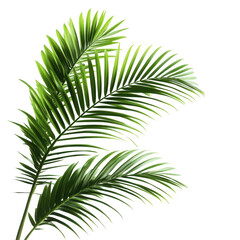 Obraz premium Lush green palm leaves displayed against a plain white background for clean and fresh aesthetic, Image growing palm leaves isolated on white background