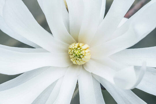 Fototapeta Washington State, Bellevue. Star Magnolia