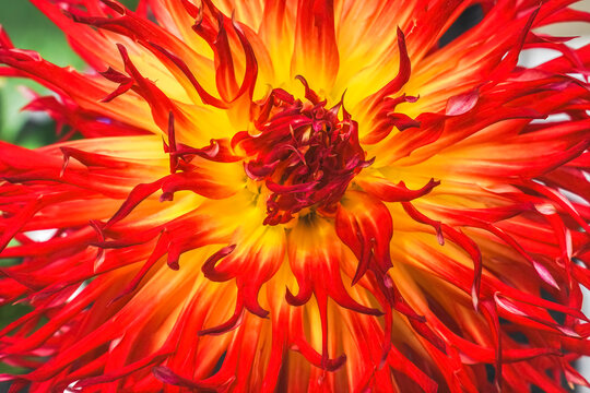 Sandia Comanche blossom, Washington State, Usa. Plant grown from tubers and can be 6 feet tall.