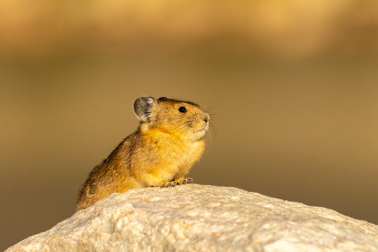 USA, Wyoming, Medicine Bow National Forest. Close-up of pika on rock.