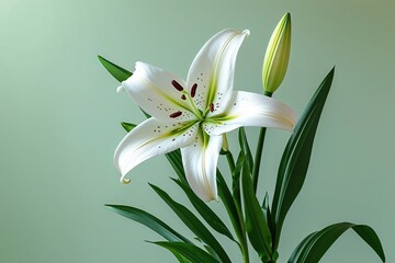 Fototapeta premium Fresh White Lily Flower in a Gentle Pastel Green Environment