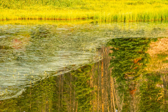 Wyoming, Medicine Bow National Forest. Floating grasses and forest reflection in mountain lake.