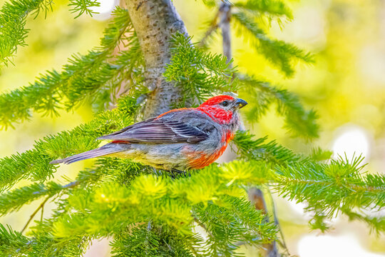 USA, Wyoming, Snowy Range. Male pine grosbeak bird in tree.
