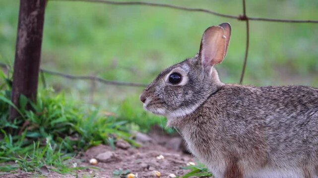 This close-up video showcases the side profile of an Eastern Cottontail rabbit sitting in a crouched position and gently chewing on food. The perfect exposure