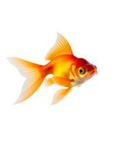 goldfish isolated on white background