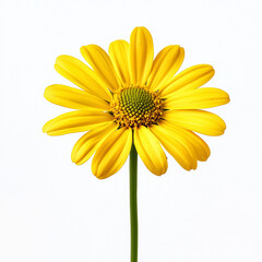 Naklejka premium Isolated yellow daisy with green stem on plain white background, perfect for floral, nature, and spring-themed designs, as well as fresh and vibrant visuals.