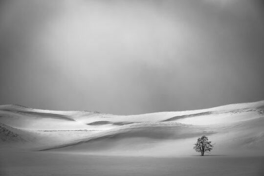 Lone tree in Yellowstone's Hayden Valley in winter
