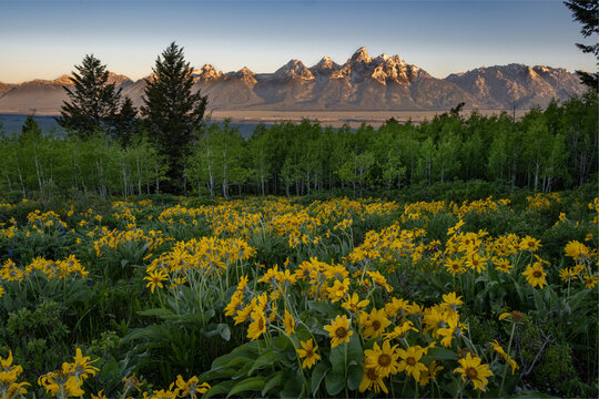 Wyoming. Arrowleaf balsamroot wildflower and aspen trees, Grand Teton in distance, Grand Teton NP