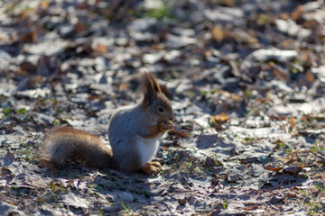 portrait of a squirrel on dry fallen leaves