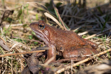 portrait of a frog in the grass in spring