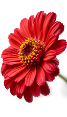 Obraz premium Vibrant Red Flower Softly Lit Closeup. AI Generated