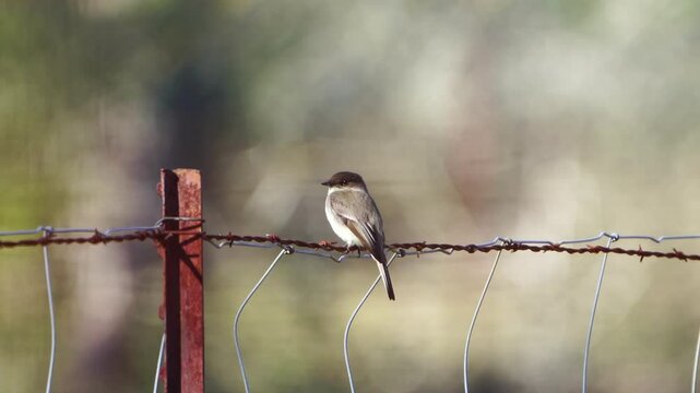 Witness an Eastern Phoebe peacefully perched on a strand of barbed wire fence in a serene forest setting. The shallow depth of field beautifully blurs the background