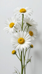 Obraz premium Elegant white daisies softly illuminated against a neutral background. AI Generated