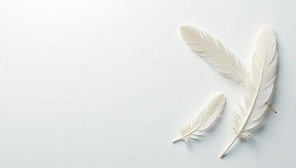 Crisp white feathers on a stark white surface, closeup, simple