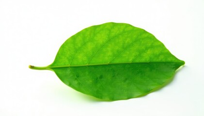 Fototapeta premium Delicate green leaf isolated on white background, verdant, greenery, botanical