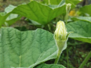 Close up pumpkin plant in outdoor garden, organic farm plant 
