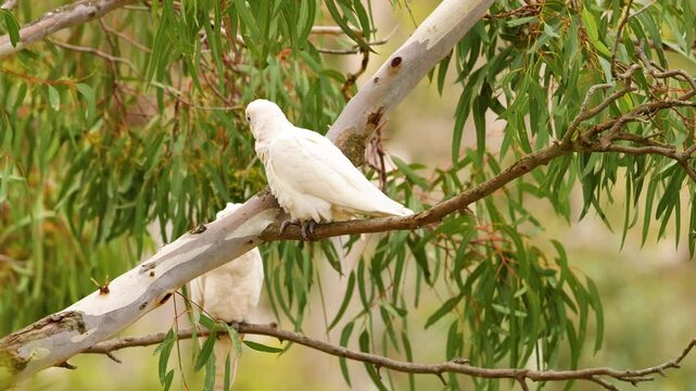 Long-Billed Corella in Geelong Eucalyptus Tree