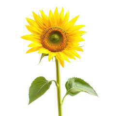 Obraz premium Closeup of a vibrant yellow sunflower with a curved stem against a plain background, Closeup view yellow sunflower with curved stem, isolated on Transparent background