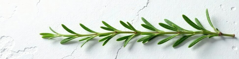 Obraz premium Single stems of rosemary isolated on white stone surface, branch, abstract, nature