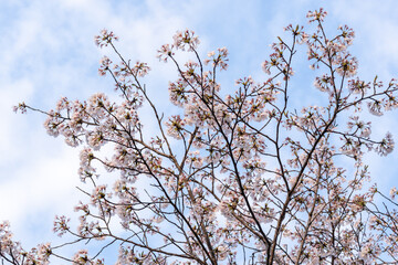 桜咲く季節