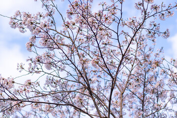 桜咲く季節