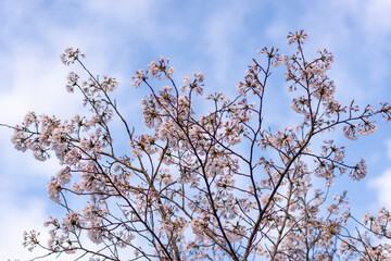 桜咲く季節