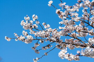 桜咲く季節