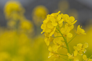 菜の花の季節