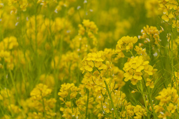 菜の花の季節