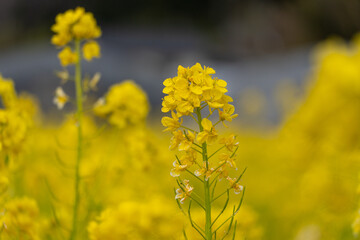 Obraz premium 菜の花の季節