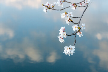 桜咲く季節
