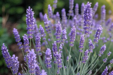 Obraz premium Lush Lavender Flowers in Serene Natural Garden Setting