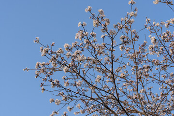 桜咲く季節